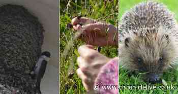 Five ways you can protect wildlife in the West End of Newcastle