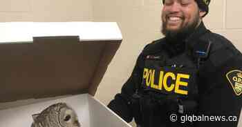 Officer rescues injured owl found on road in Madoc: Central Hastings OPP