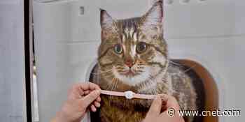 This activity tracker helps identify when your cat is sick     - CNET