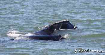 2 new North Atlantic right whale calves spotted off coast of Florida
