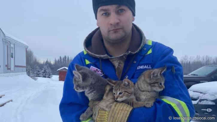 WATCH: Man Rescues Kittens Stuck In Ice By Pouring Warm Coffee On Them