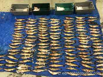 Central Alberta fish trafficking investigation nets 80 charges