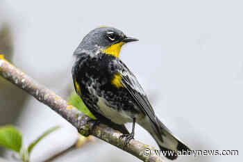 Despite reports of decline, birds flocking to national parks in Canadian Rockies