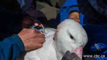 Albatrosses used as flying spies to detect illegal fishing boats