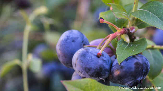 New Research Shows Wild Blueberries May Help Wounds Close Faster