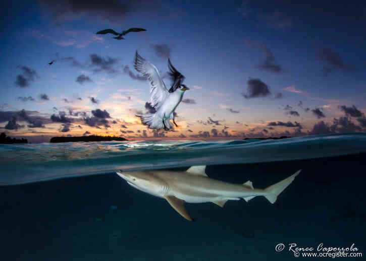 Shark, bird, sunset in same shot wins local high school teacher coveted photo award