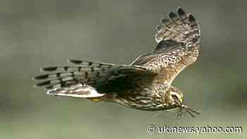 Shooting groups pledge ‘zero tolerance’ on illegal killing of birds of prey