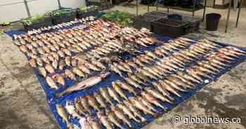 33 people facing 80 charges in illegal fish trafficking investigation in northern Alberta