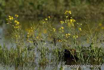 China talks take centre stage at FarmTech conference as canola standoff drags on