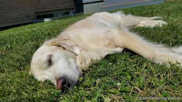 Two dogs show signs of drug toxicity after walking on same Guelph trail