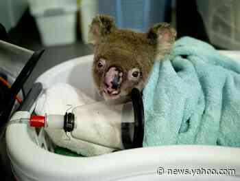 Watch a Koala Recover After Being Injured in the Australian Bushfires
