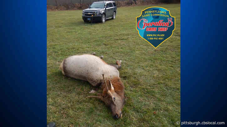 Pa. Game Commission Offering $9,000 Reward For Information Regarding Elk Poachers