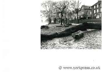 Dutch Elm Disease arrives in New Walk, November 1980