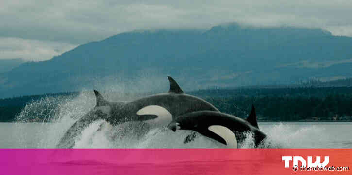 Google’s new AI model ‘listens’ to killer whales to help protect the species