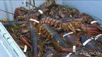 Amidst tension over right whale deaths, Maine lobster group backs Canadian fishermen