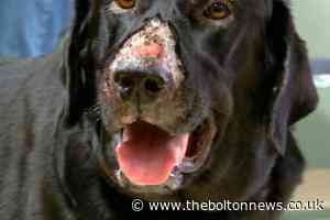 Alabama Rot in Bolton and Oldham as three new cases confirmed