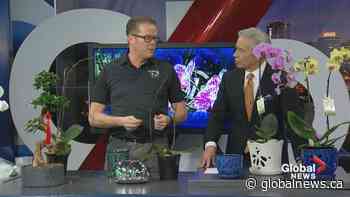 Classic Landscaping: Indoor plant care tips