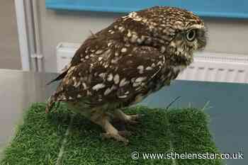 Owl found in ditch was too fat to fly - St Helens Star