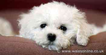 Vet issues warning to dog owners over dangerous virus