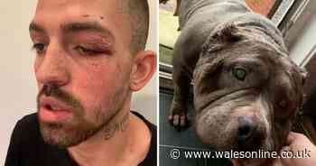'Three men broke into my house, brutally attacked me, stabbed my dog and stole my puppy'