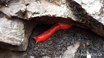 Endangered giant pink slugs found alive after Australia bushfires