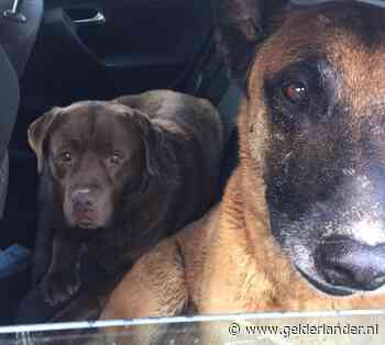 Bart twijfelde geen seconde en redde doorweekte Mo en Sjors van de A50