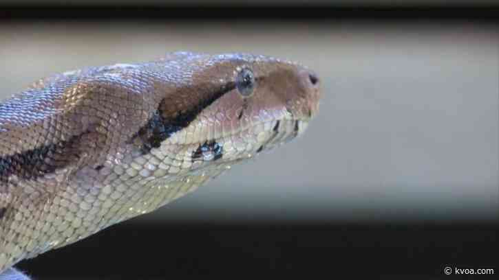 Sofa Surprise: Kansas man finds huge snake under couch cushions