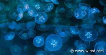 A Bionic Jellyfish Swims With Manic Speed (for a Jellyfish)