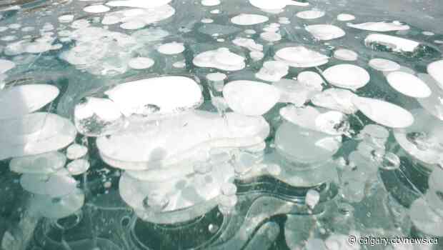 Tiny bubbles in the ice leave Abraham Lake visitors happy, feeling fine