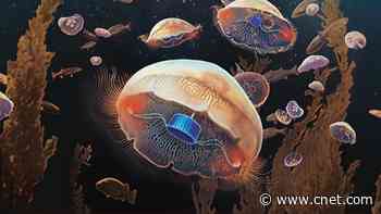 Scientists create cyborg jellyfish with swimming superpowers     - CNET