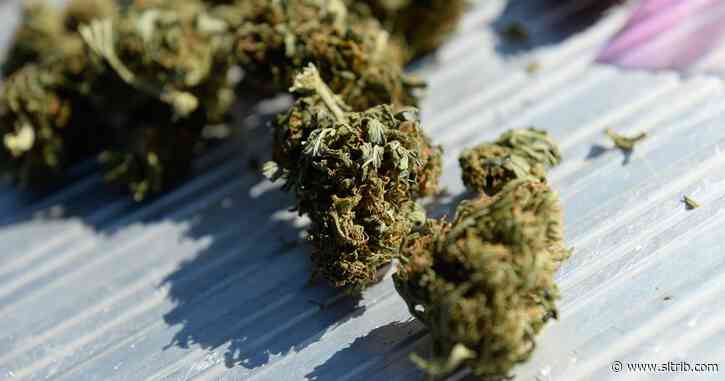 Utah medical marijuana program on track, starting small