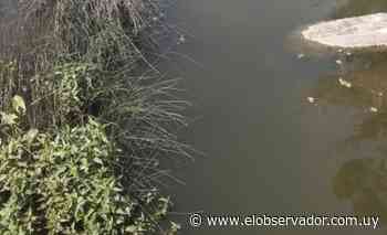 Las cianobacterias llegaron a Guichón y suministro de agua de OSE se vio afectado - El Observador