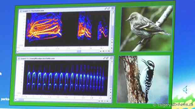 Bird populations on the rise in Western Canada's national parks