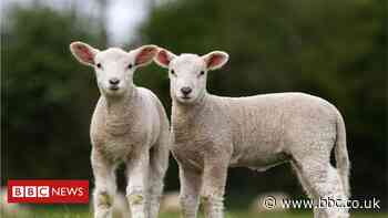 Farmer admits cruelty after lamb's eyes pecked out