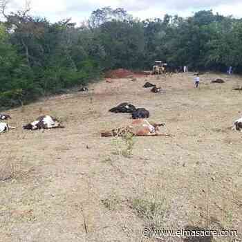 Mueren 35 reses en una comunidad de Sabaneta luego de ser bañadas con un insecticida - El Masacre