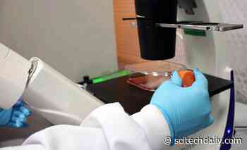 New Technique to Efficiently Cryopreserve Human Cells for Long Periods of Time