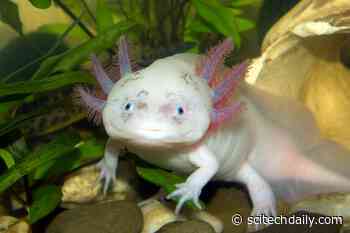 Unlocking the Secrets of Organ and Limb Regeneration From a Tiny Salamander’s Genetics