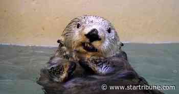 Minnesota Zoo's sea otter, Rocky, thrives after becoming first of his species to have flipper amputated