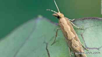 Genetically engineered moths have been released into the wild to wipe out pests