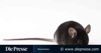 Jane Austen für Mäuse - DiePresse.com