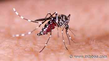 Dengue: comenzó la campaña de descacharreo en la ciudad de Buenos Aires - infobae