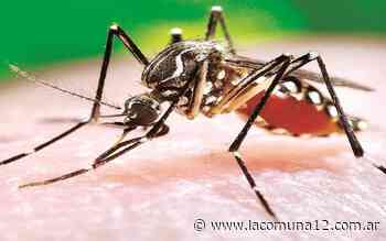 La Ciudad de Buenos Aires ya notificó 22 casos de dengue - Comuna 12