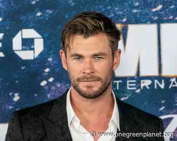 Chris Hemsworth and Other Celebrities are Helping Australia, Here's How You Can Help Too! - One Green Planet