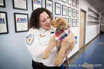 Meet the newest addition to Springfield’s emergency medical response team; Freddie the therapy dog - MassLive.com