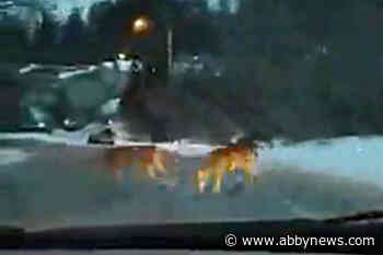 Abbotsford woman’s dash cam shows streets free of snow - Abbotsford News