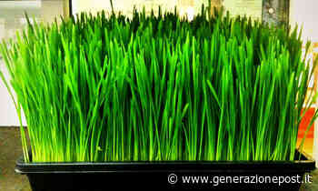 Come coltivare l'erba di grano in pochi semplici passaggi - GenerazionePost