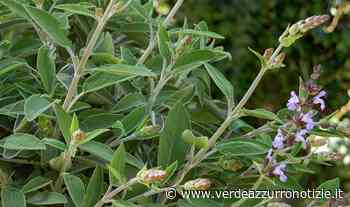 La Salvia, l'”erba che salva” - Verde Azzurro Notizie