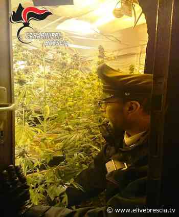 Lozio, 20 piante di "erba" coltivate in casa, arrestato - elivebrescia.tv