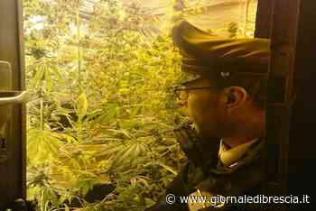 Nella serra casalinga coltivava 20 piante di «erba»: arrestato - Giornale di Brescia