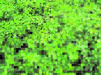 Celsius, la proposta RV Venturoli per l'erba medica - Agricultura.it